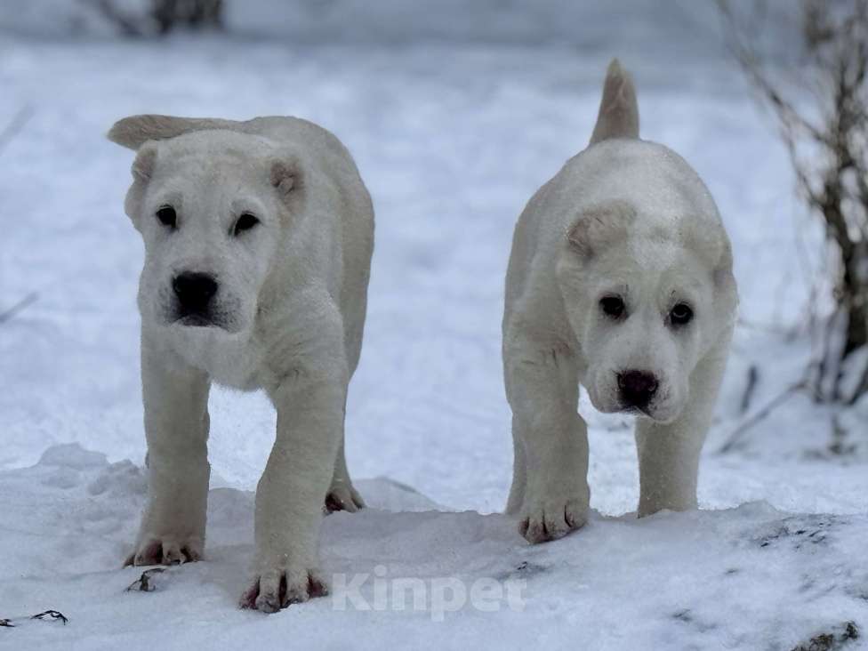 Собаки в Санкт-Петербурге: Кобель САО Мальчик, Бесплатно - фото 4