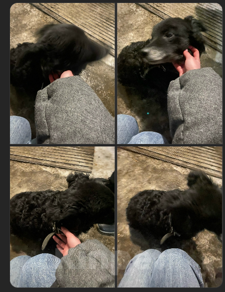 Собаки в Иркутске: найдена собака на ул. Игошина Мальчик, Бесплатно - фото 1