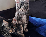 Кошки в Москве: Мейн Кун котята Мальчик, 35 000 руб. - фото 3