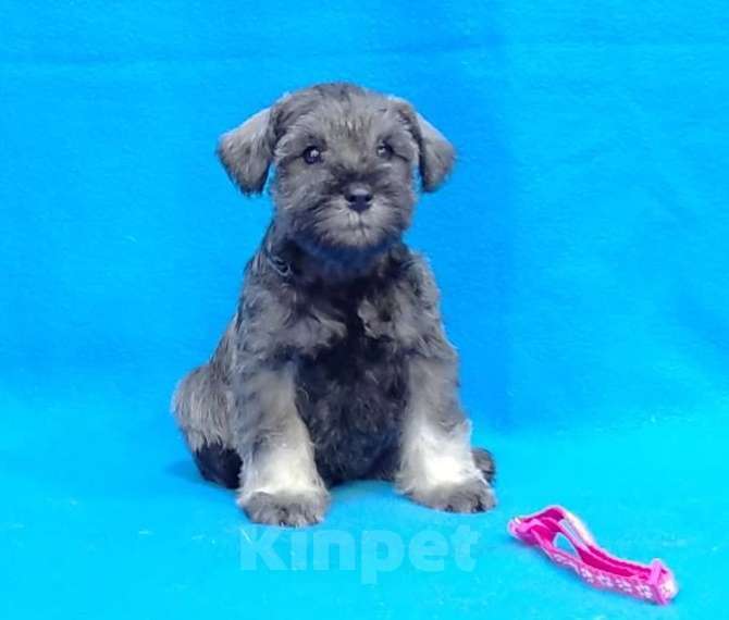 Собаки в других городах Омской области: Щенок цвергшнауцера перец с солью Девочка, 50 руб. - фото 2