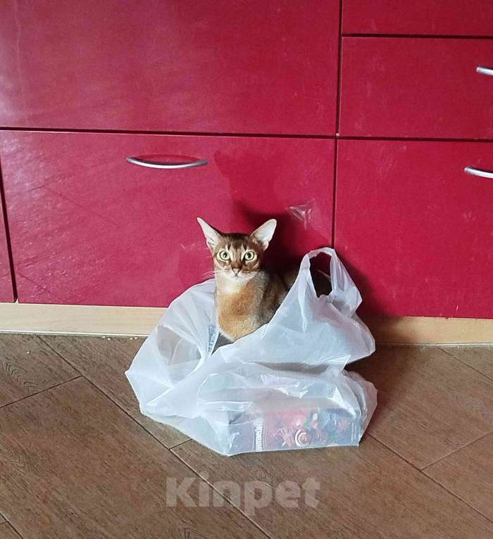 Кошки в Старом Купавне: Биткоин недорого (есть нюансы) Мальчик, Бесплатно - фото 2