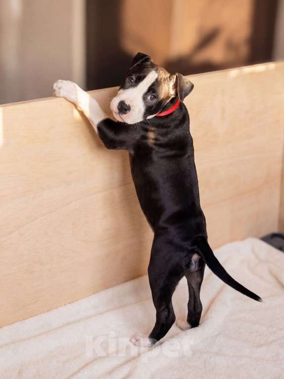 Собаки в Москве: Щенок амстаффа Девочка, 45 000 руб. - фото 3
