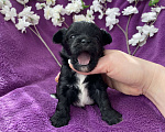 Собаки в Москве: Чёрный йорк мальчик Мальчик, 80 000 руб. - фото 3