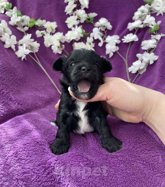 Собаки в Москве: Чёрный йорк мальчик Мальчик, 80 000 руб. - фото 3