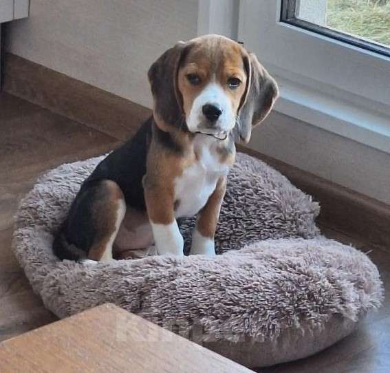 Собаки в других городах Ленинградской области: Бигль, мальчик 3 месяца Мальчик, 15 000 руб. - фото 2