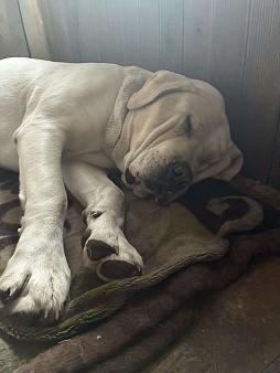 Щенки сао алабай