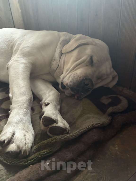 Собаки в Иркутске: Щенки сао алабай Мальчик, 20 000 руб. - фото 1