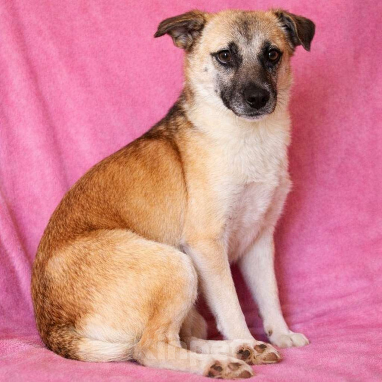 Собаки в Москве: Девочка Габби миниатюрная собачка в поисках семьи Девочка, Бесплатно - фото 1