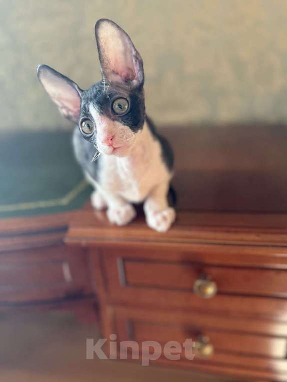 Кошки в Санкт-Петербурге: Корниш -рекс  Мальчик, Бесплатно - фото 1