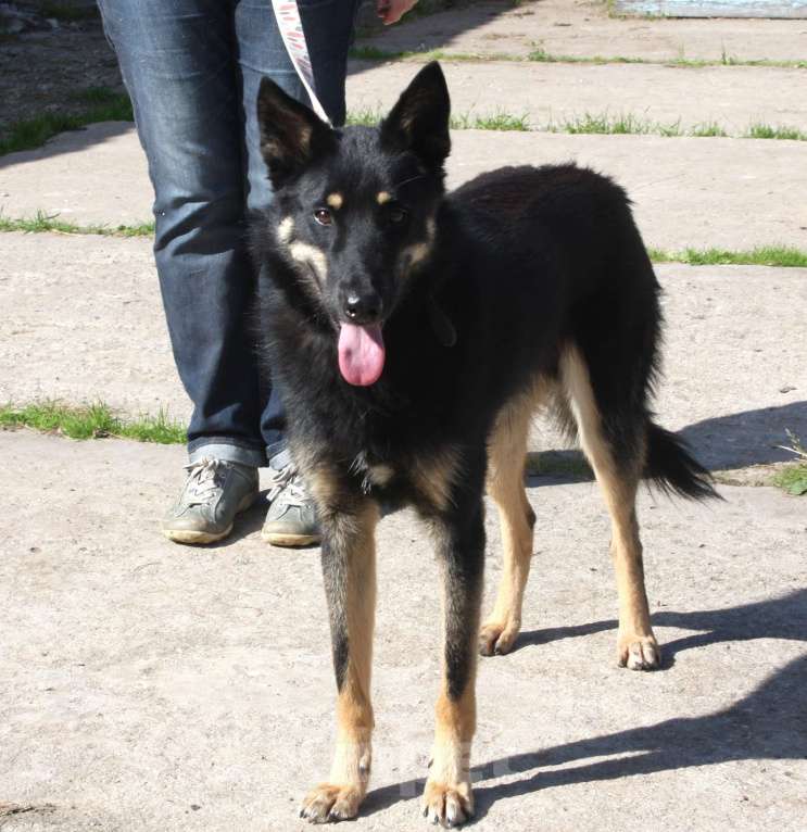 Собаки в Москве: Дружелюбный красавчик Лимончик ищет дом и любимую семью  Мальчик, Бесплатно - фото 6