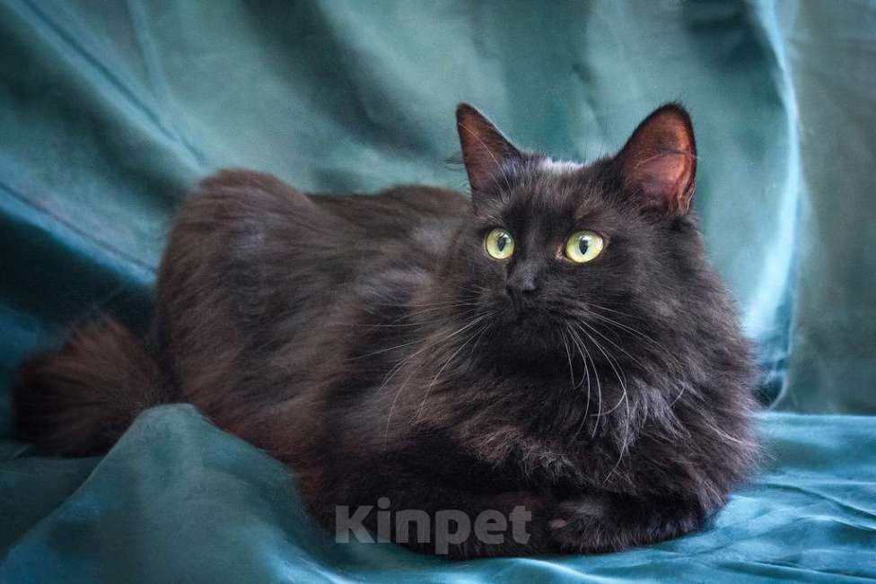 Кошки в Москве: Кошечка Нелли уютная пушинка в добрые руки Девочка, Бесплатно - фото 5