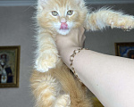 Кошки в Краснодаре: Мейнкун котята Мальчик, 45 000 руб. - фото 2