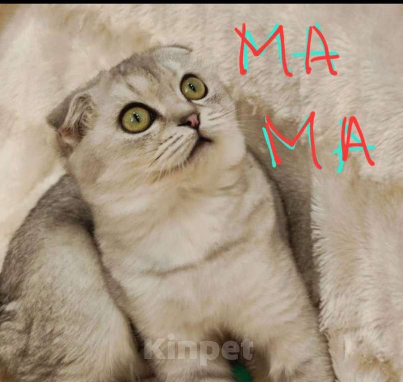Кошки в Ставрополе: Шотландская серебрянная шиншила котенок Девочка, 11 999 руб. - фото 1