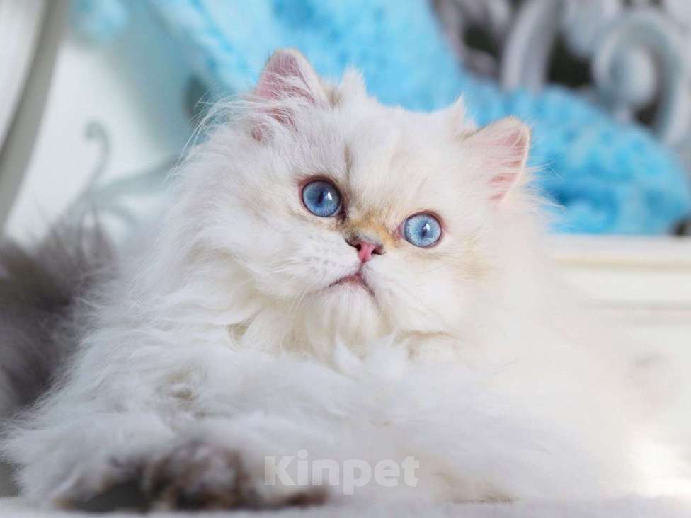 Кошки в Владивостоке: Британский котёнок. Нежное облачко Мальчик, 60 000 руб. - фото 1