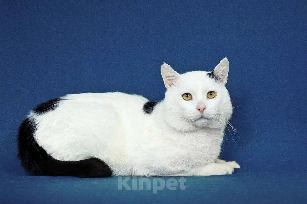 Кошки в Москве: кот Беляшик ищет дом Мальчик, Бесплатно - фото 5