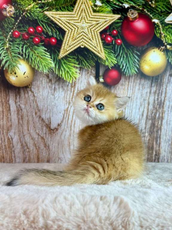 Кошки в Саранске: Прямоухий шотландский мальчик золотая шиншилла Мальчик, 55 000 руб. - фото 3