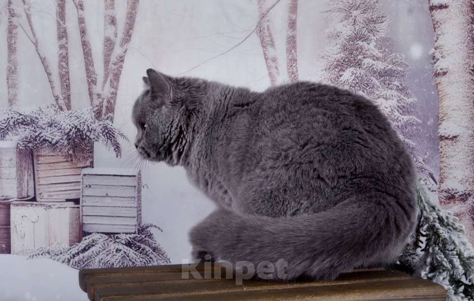 Кошки в Санкт-Петербурге: Голубая британская плюшечка Девочка, 40 000 руб. - фото 2