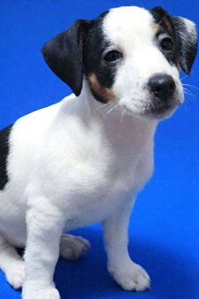 Щенки Джек Рассел терьера