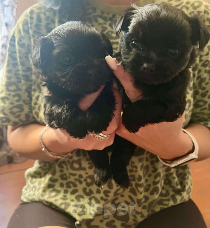 Собаки в Калуге: Продам щеночков! Мальчик, 15 000 руб. - фото 3