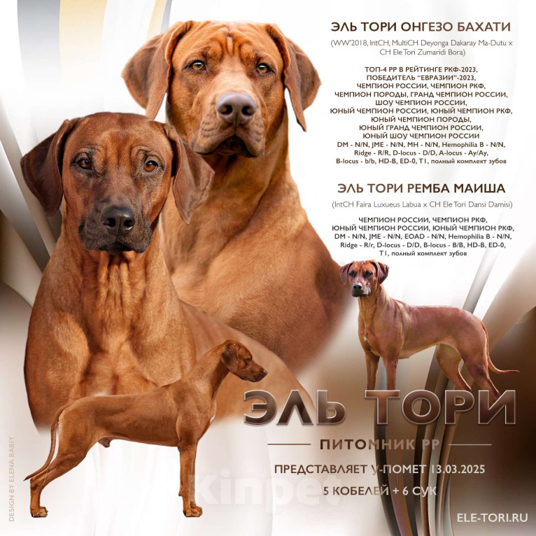 Собаки в Москве: Лучшая девочка родезийского риджбека Девочка, 120 000 руб. - фото 6