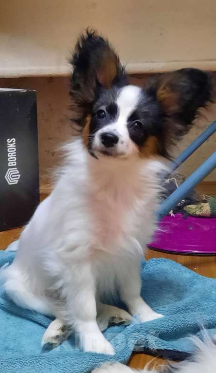 Собаки в Волгодонске: шустрая Бианка Девочка, 40 000 руб. - фото 3