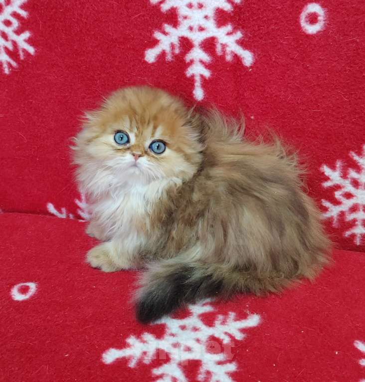 Кошки в Москве: Котик хайленд золотой мраморный Мальчик, 40 000 руб. - фото 6