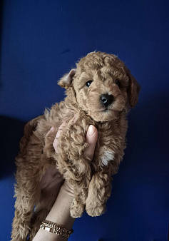 Мальчик абрикос