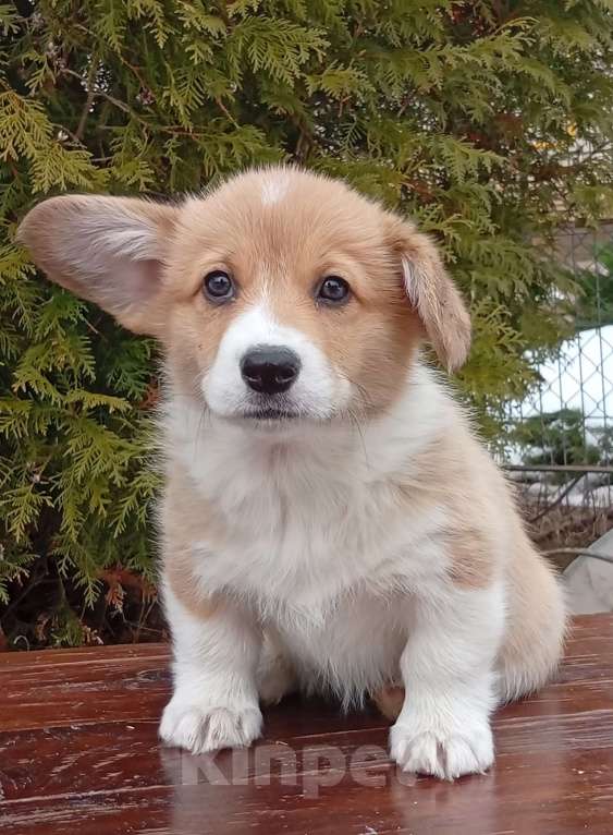 Собаки в Печоре: Щенки вельш корги пемброк Девочка, 50 000 руб. - фото 6