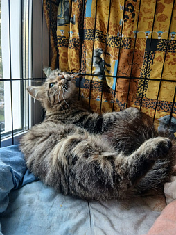 Кошечка Эльза