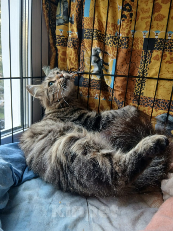 Кошки в Санкт-Петербурге: Кошечка Эльза Девочка, Бесплатно - фото 1