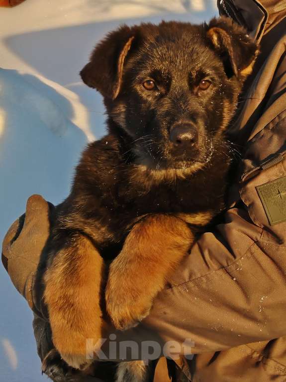 Собаки в других городах Московской области: Щенки немецкой овчарки рабочего разведения РКФ Мальчик, Бесплатно - фото 9