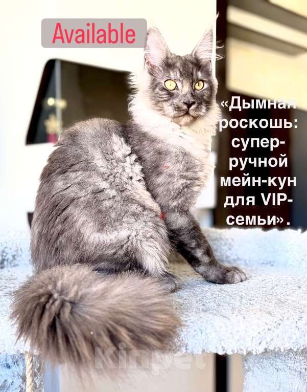 Кошки в Красногорске: Ваша доза нежности в окрасе Black Smoke 🖤 Мальчик, 75 000 руб. - фото 2