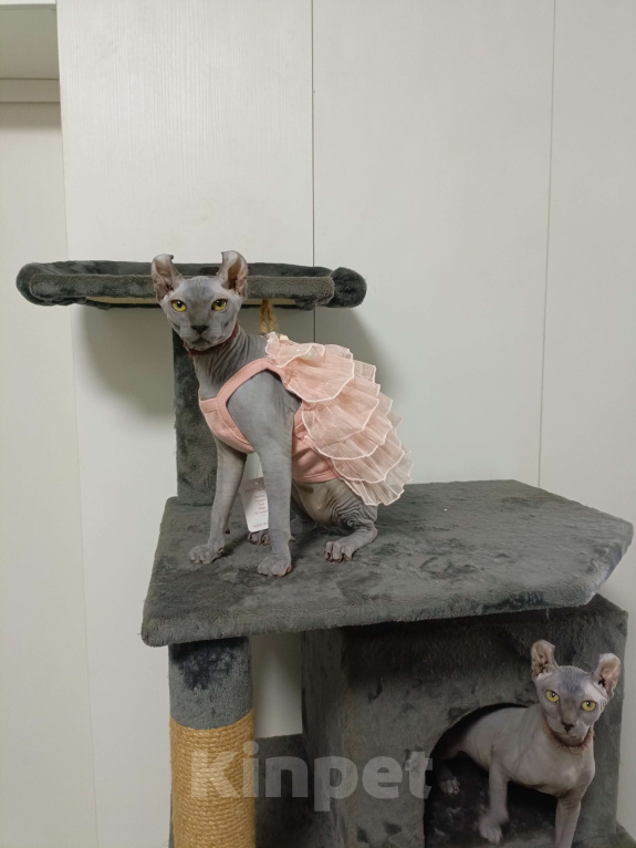 Кошки в Москве: Голубые солидные эксклюзивные эльфы и сфинксы Девочка, 180 000 руб. - фото 2