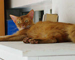 Кошки в Москве: Сомалийский кот, 2 года Мальчик, 1 руб. - фото 2