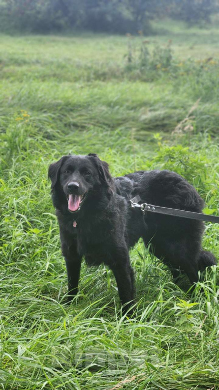 Собаки в Москве: Черные сестрицы, блеск и элегантность  Девочка, Бесплатно - фото 10
