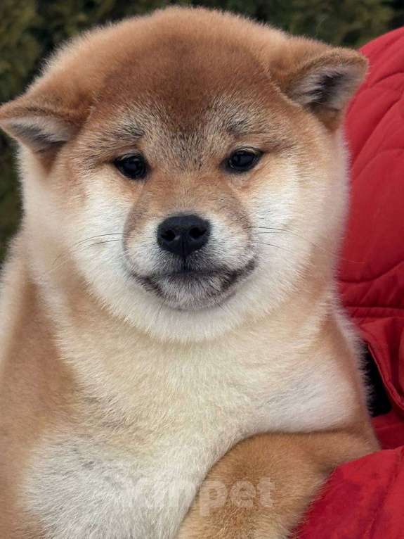 Собаки в Москве: Сиба-ину мальчик Мальчик, 50 000 руб. - фото 1