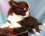 Собаки в Москве: Чихуахуа шоколадный мальчишка Мальчик, 40 000 руб. - фото 3