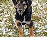 Собаки в Москве: Чудесный щеночек Вита в добрые руки Девочка, Бесплатно - фото 2