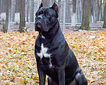 Собаки в Пензе: Открыт для вязки Очень перспективный кобель Мальчик, 15 000 руб. - фото 1
