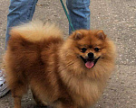 Собаки в Дзержинске: Вязка, 1 руб. - фото 2