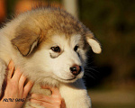 Собаки в Подольске: Щенки аляскинского маламута, 30 000 руб. - фото 7