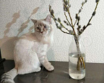Кошки в Дудинке: Вязка, 1 500 руб. - фото 2