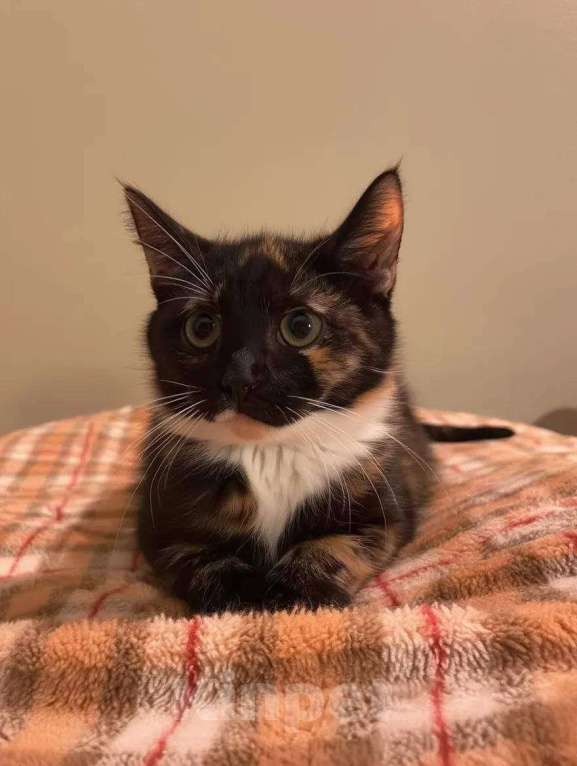 Кошки в Москве: котенок Аврора ищет дом Девочка, Бесплатно - фото 4