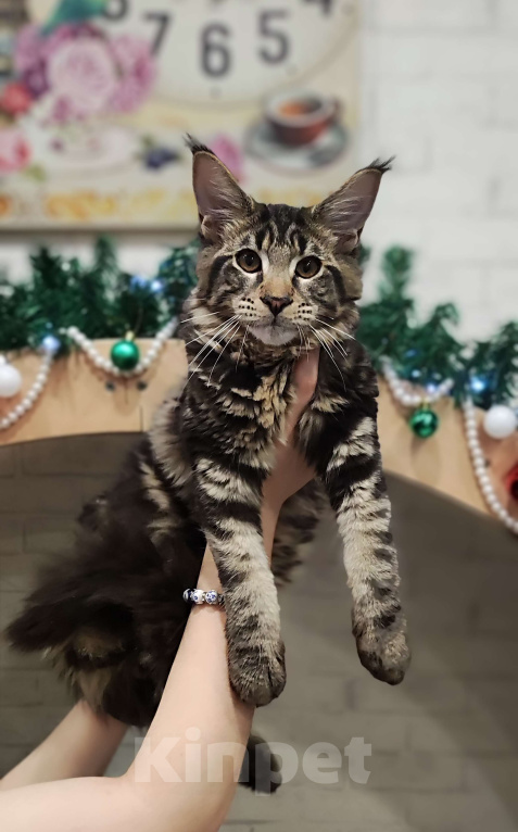 Кошки в Санкт-Петербурге: Котенок Мейн кун из питомника  Мальчик, 65 000 руб. - фото 1