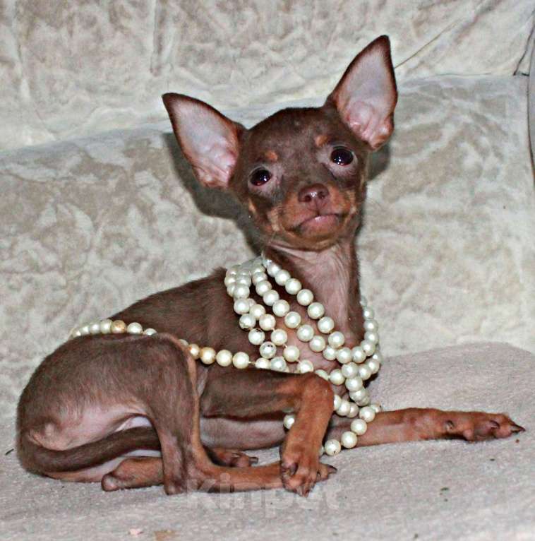 Собаки в Волгограде: Девочка - супер мини Девочка, 50 000 руб. - фото 4