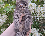 Кошки в Москве: Пушистый котёнок в добрые руки Девочка, Бесплатно - фото 7