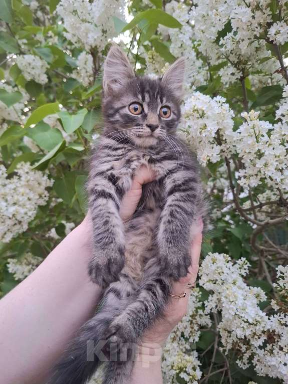 Кошки в Москве: Пушистый котёнок в добрые руки Девочка, Бесплатно - фото 7