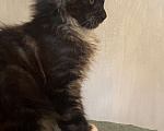 Кошки в Москве: Роскошный кот черный дым с белым Мальчик, Бесплатно - фото 4