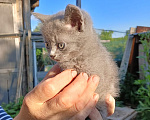 Кошки в Калуге: Котёнок Девочка, Бесплатно - фото 3