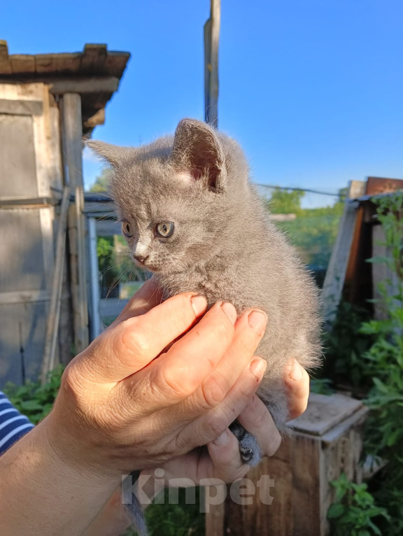 Кошки в Калуге: Котёнок Девочка, Бесплатно - фото 3